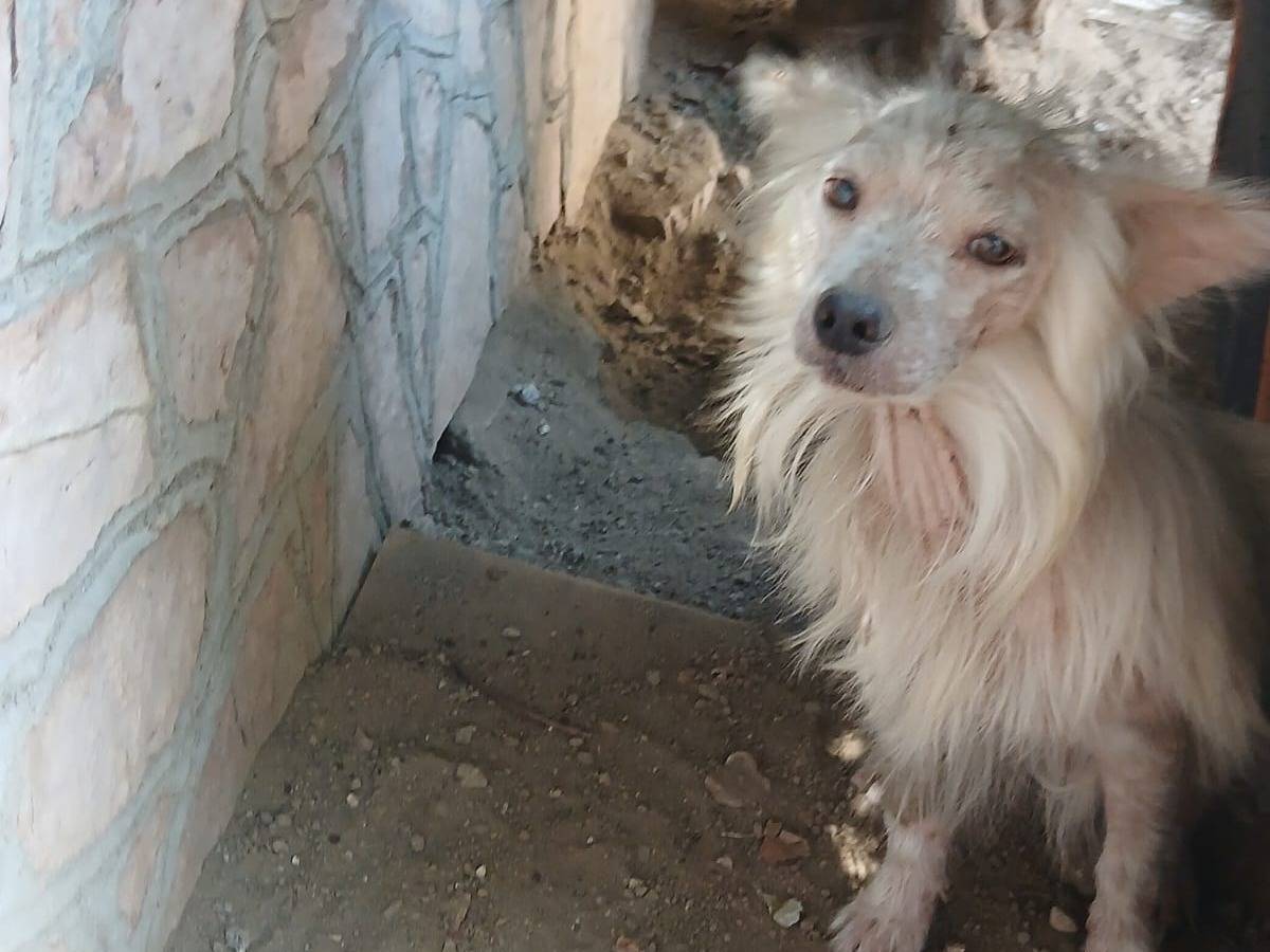 Vuoi adottare un cane a Udine?