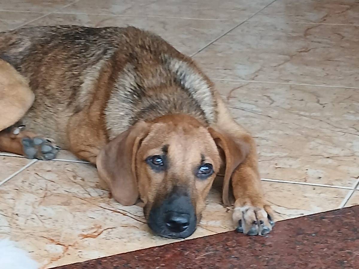 Vuoi adottare un cane a Parma?