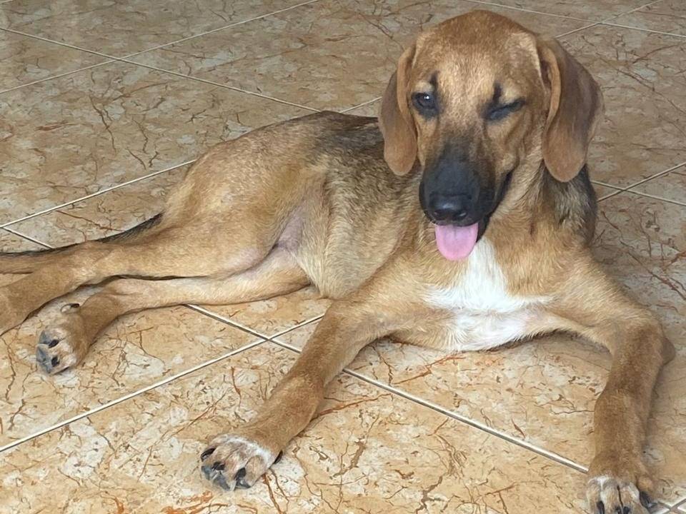 Adotta il cane Roxy a Parma
