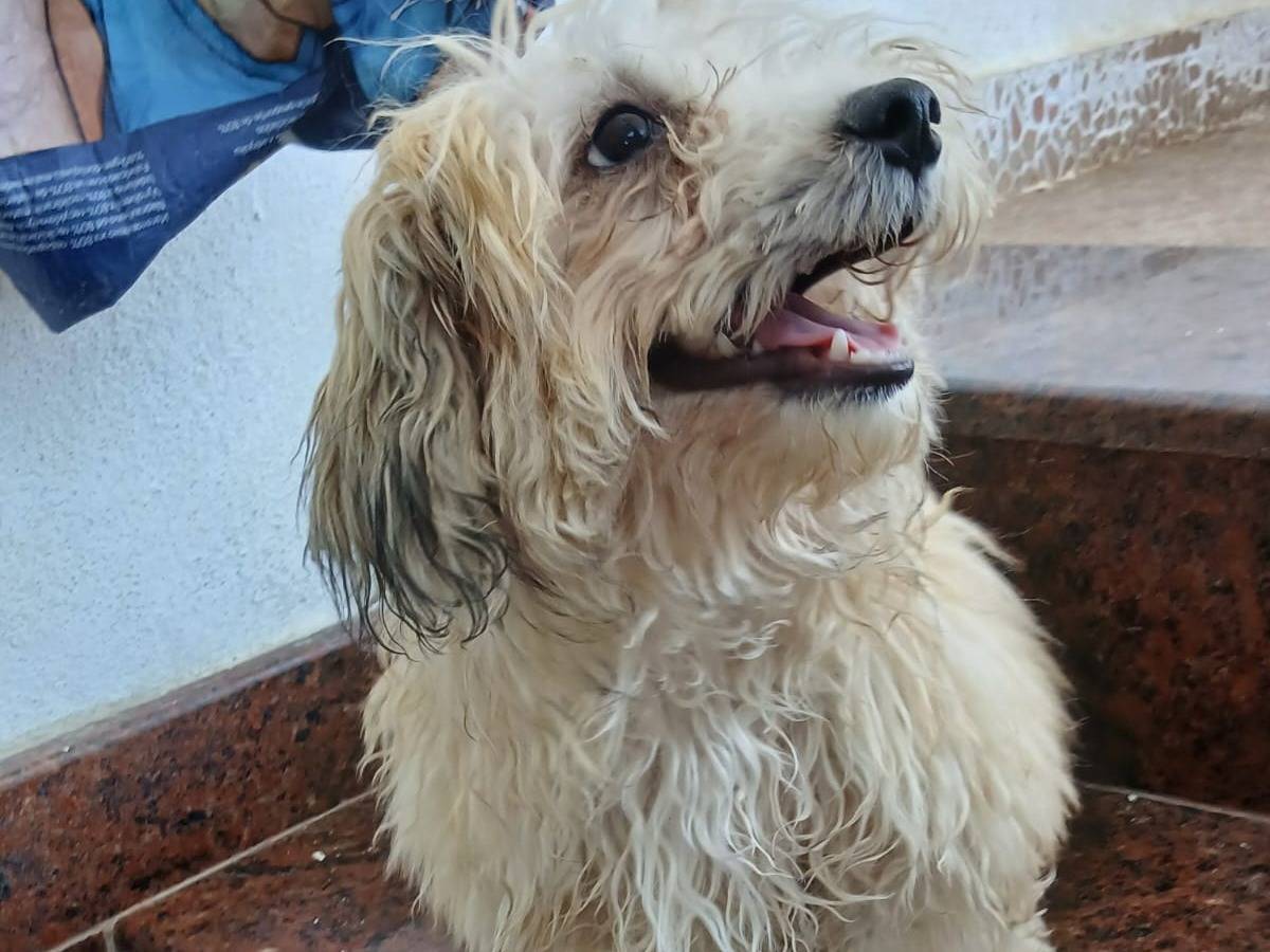 Adotta un cane, taglia piccola, femmina, Udine