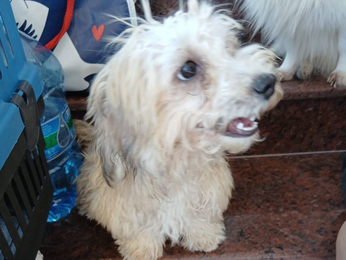 Adotta il cane Minou a Udine