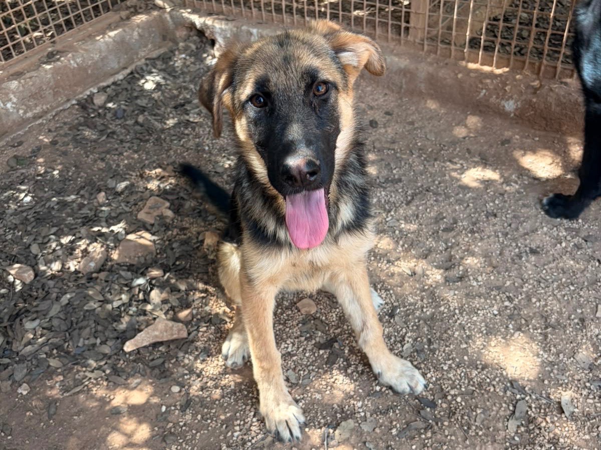 Adozione cane, femmina, Border Collie Pastore tedesco, 5 mesi, taglia media, Taranto