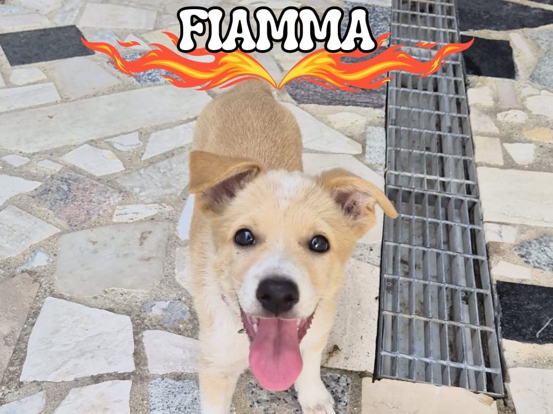 Adozione cane, femmina, Razza sconosciuta Razza sconosciuta, 4 mesi, taglia media, Crotone