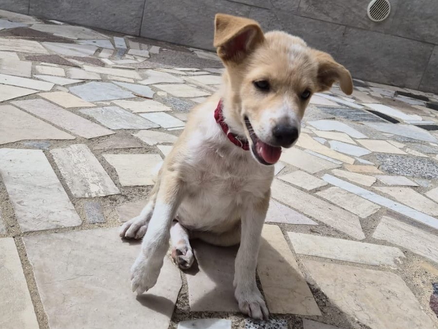 Adotta un cane, femmina, 4 mesi, Crotone