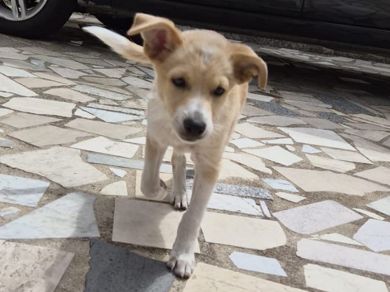 Adotta un cane, taglia media, femmina, Crotone