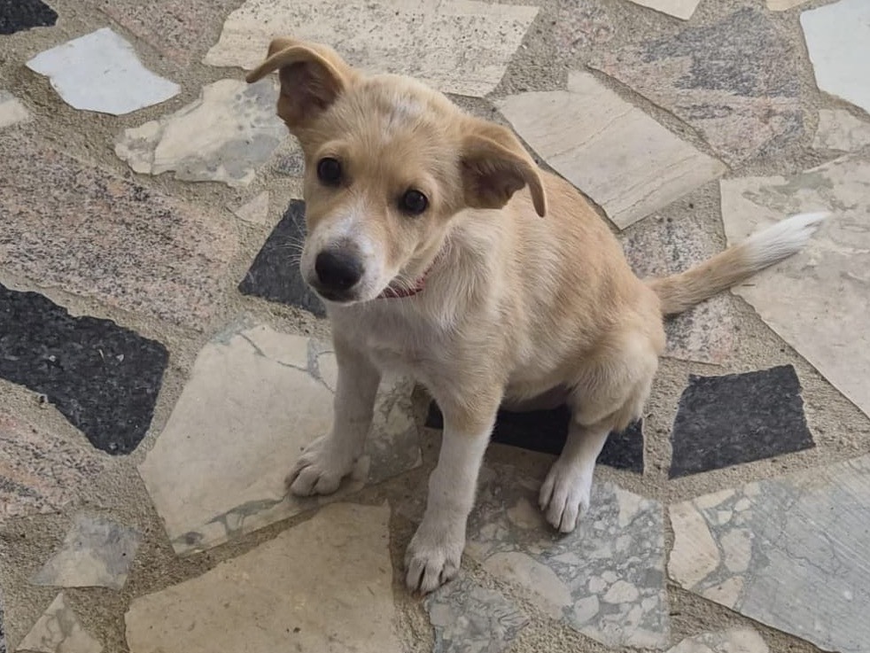 Vuoi adottare un cane a Crotone?