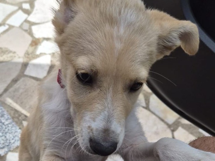 Adotta il cane Fiamma a Crotone