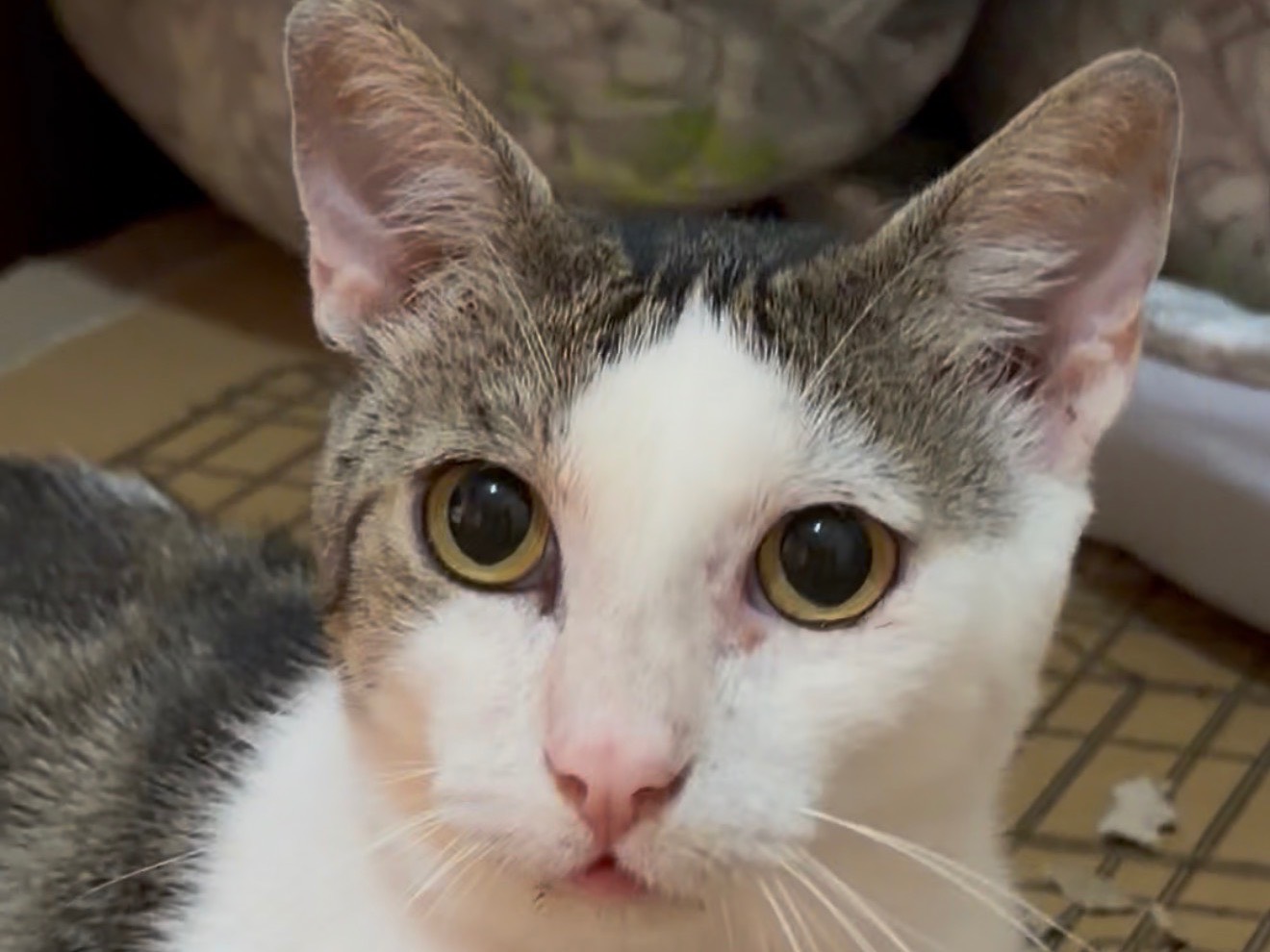 Adotta un gatto, maschio, 5 anni e 4 mesi, Reggio