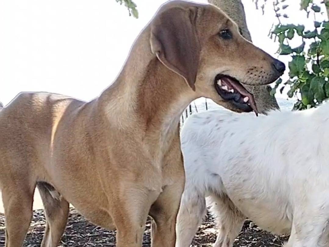 Vuoi adottare un cane a Latina?