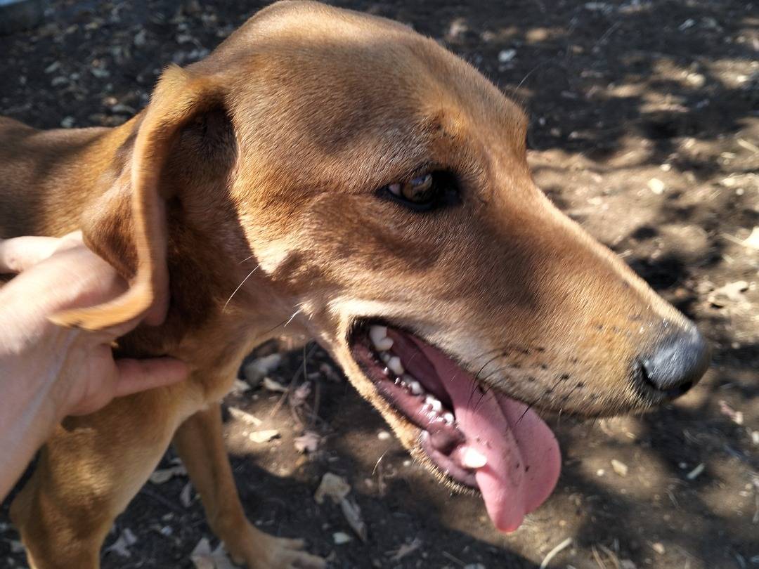 Adotta il cane Mango a Latina