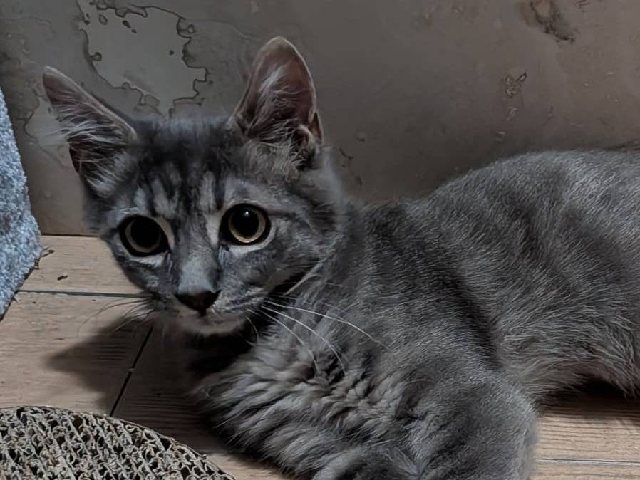 Adozione gatto, maschio, Razza sconosciuta Razza sconosciuta, 4 mesi, taglia non valida, Roma