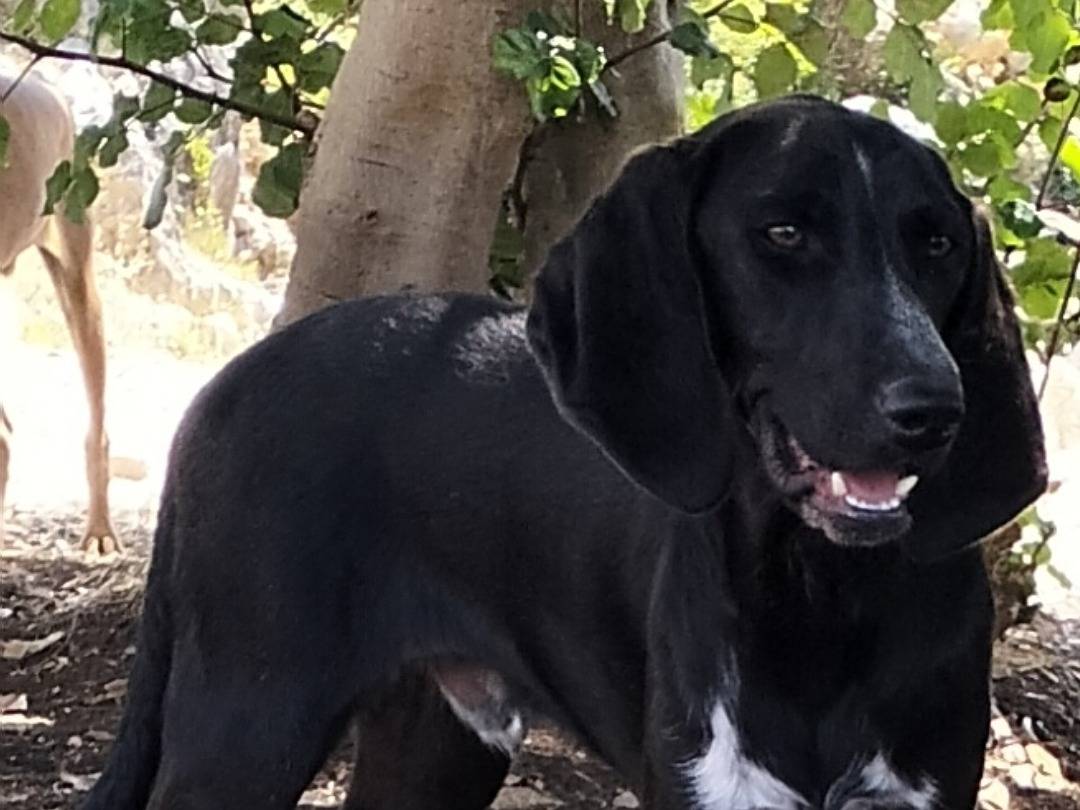 Adozione cane, maschio, Segugio maremmano Razza sconosciuta, 1 anno e 3 mesi, taglia media contenuta, Latina