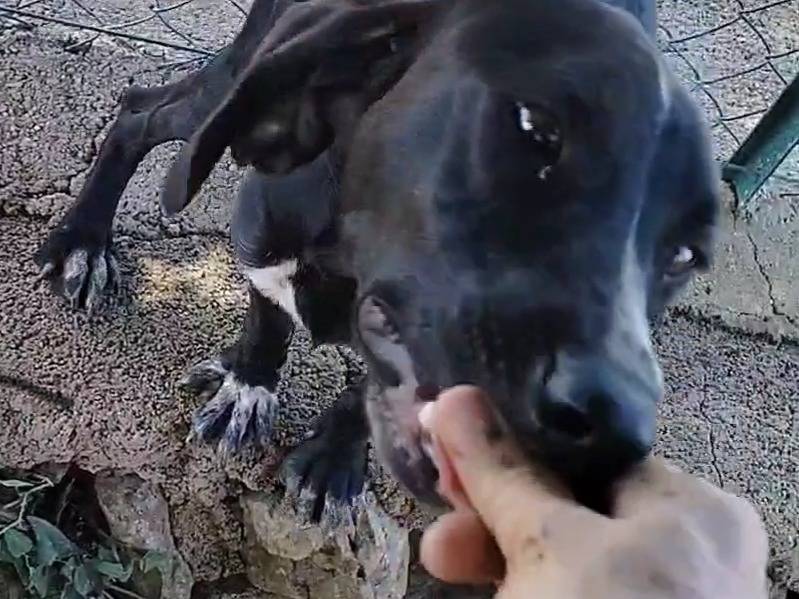 Adotta un cane, maschio, 1 anno e 3 mesi, Latina