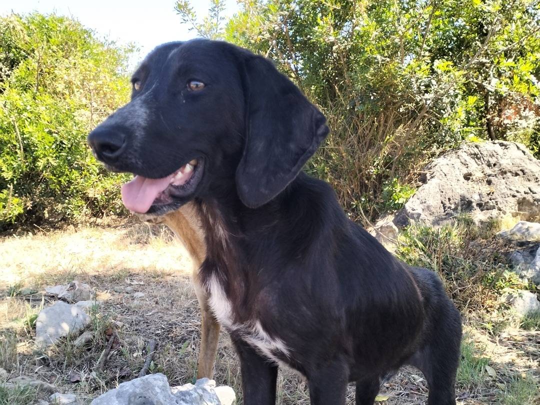 Adotta un cane, taglia media contenuta, maschio, Latina