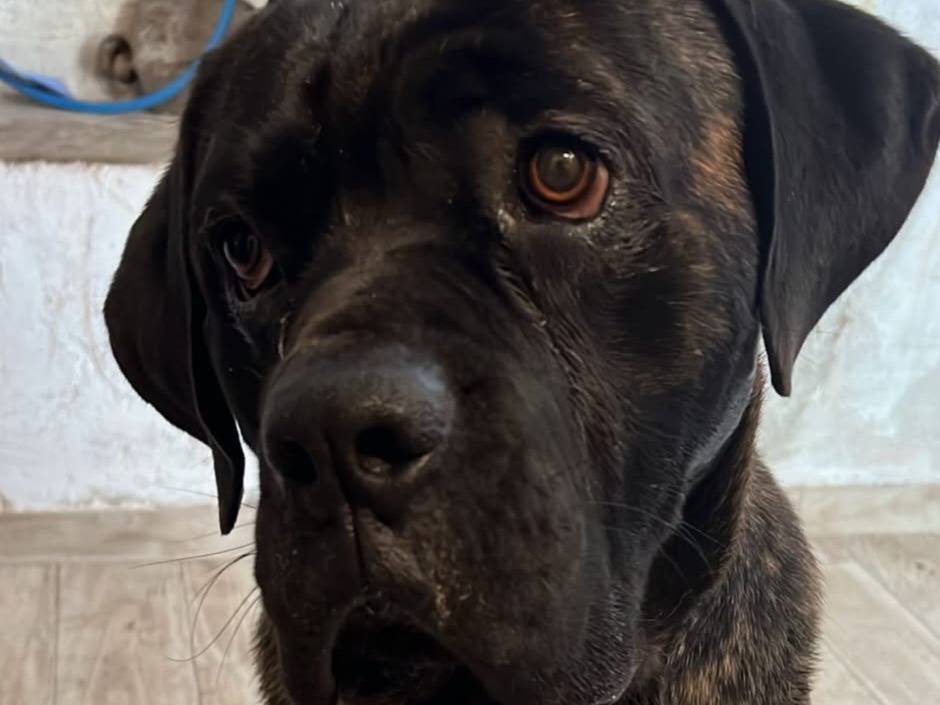 Adozione cane, maschio, Corso Razza sconosciuta, 2 anni e 1 mese, taglia media, Napoli