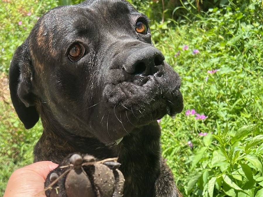 Adotta un cane, maschio, 2 anni e 1 mese, Napoli