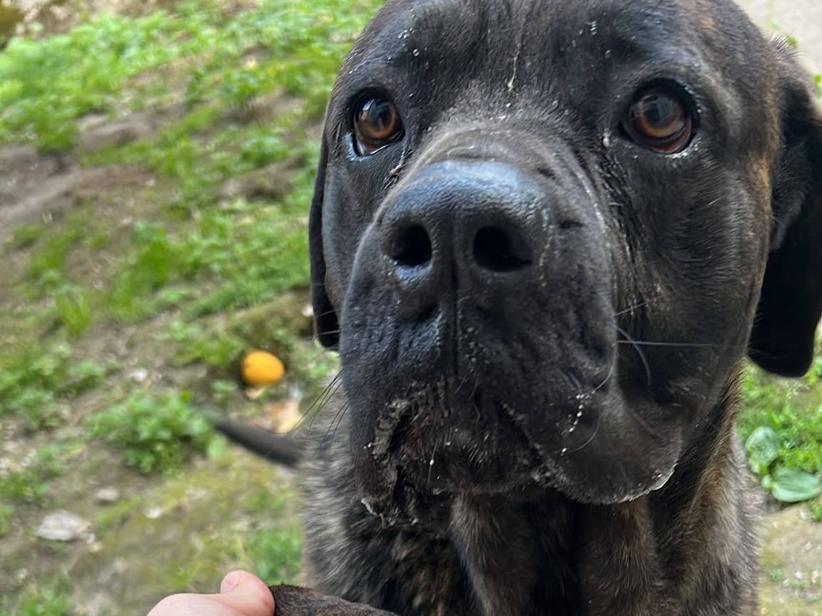 Adotta un cane, taglia media, maschio, Napoli