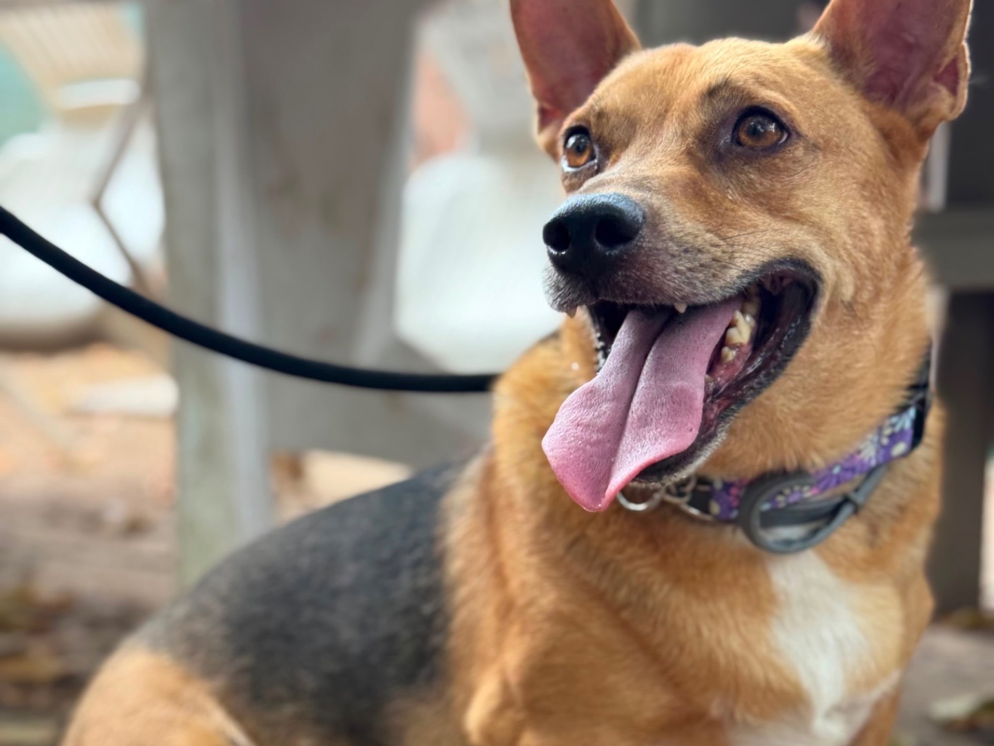 Adozione cane, maschio, Razza sconosciuta Razza sconosciuta, 6 anni e 7 mesi, taglia media contenuta, Milano