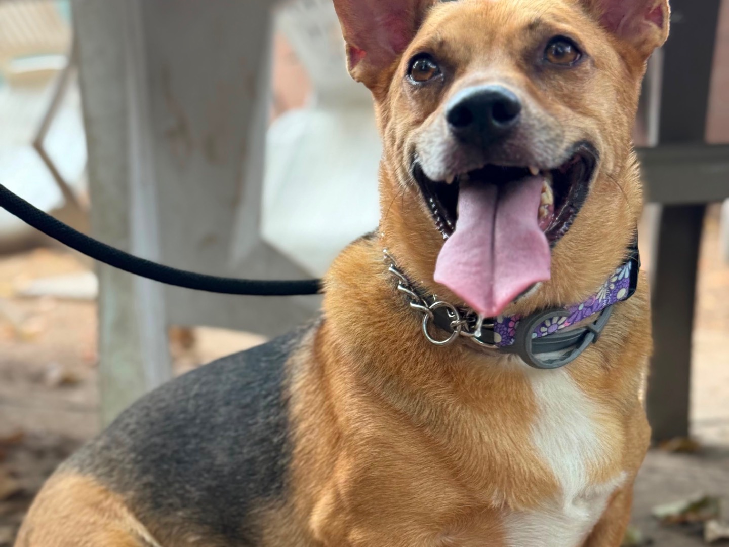 Adotta un cane, maschio, 6 anni e 7 mesi, Milano