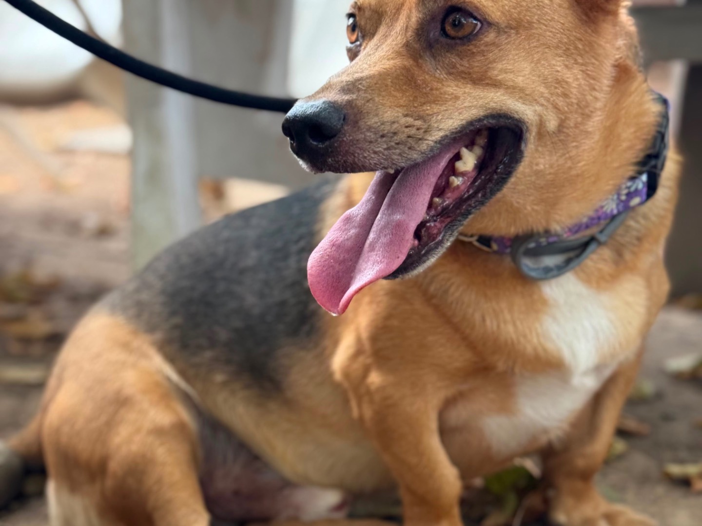 Vuoi adottare un cane a Milano?