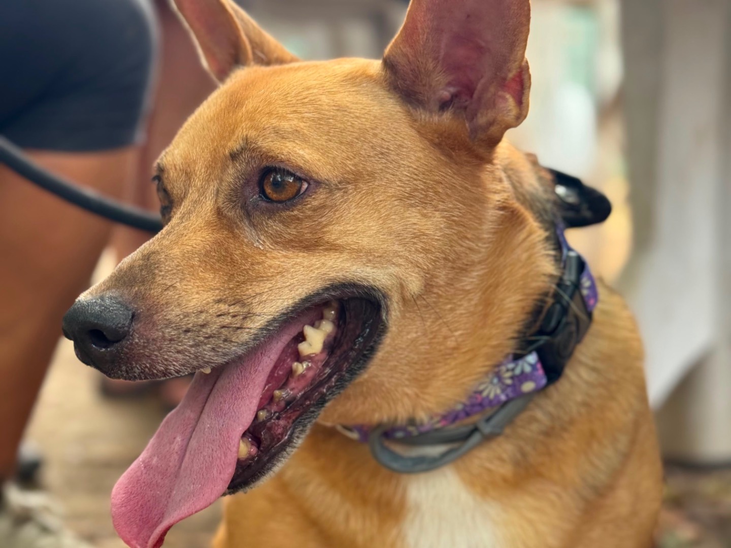 Adotta il cane Tappo  a Milano