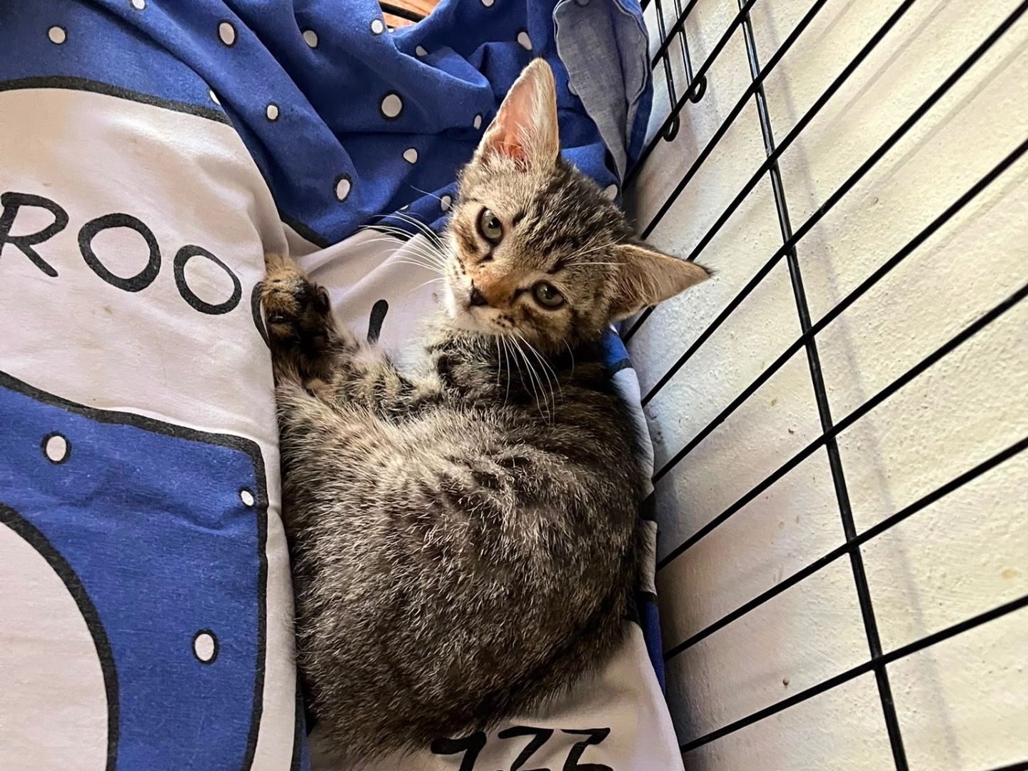 Vuoi adottare un gatto a Padova?