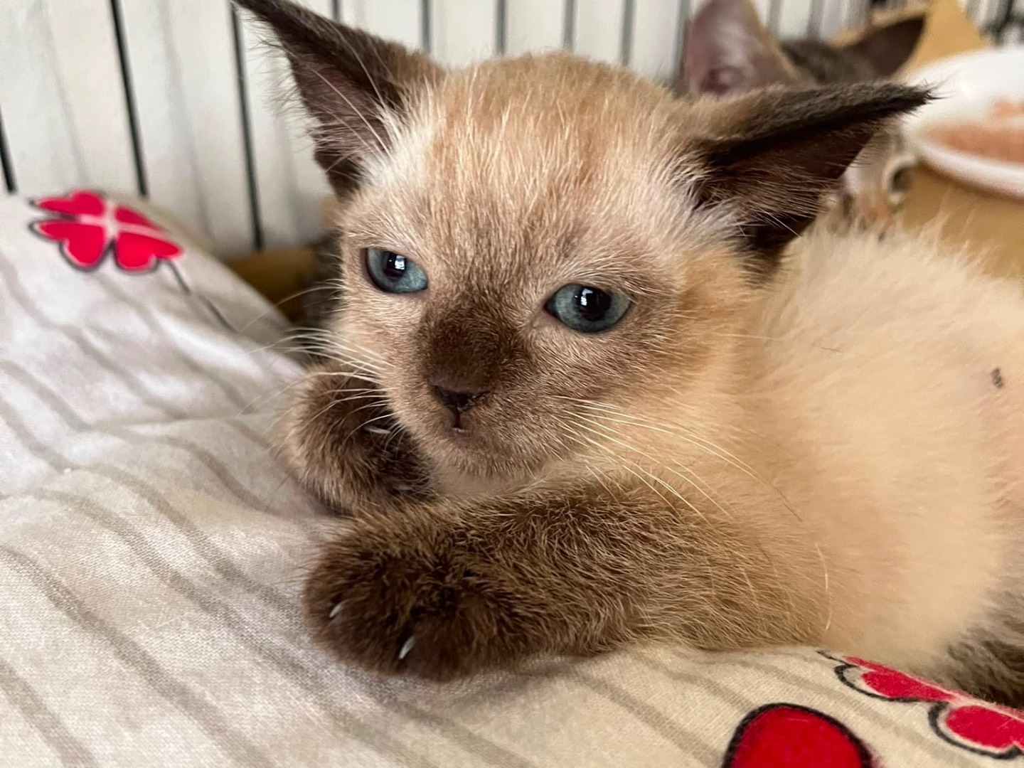 Adozione gatto, maschio, Razza sconosciuta Razza sconosciuta, 2 mesi, taglia non valida, Padova
