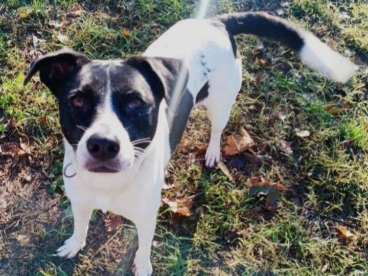 Vuoi adottare un cane a Milano?