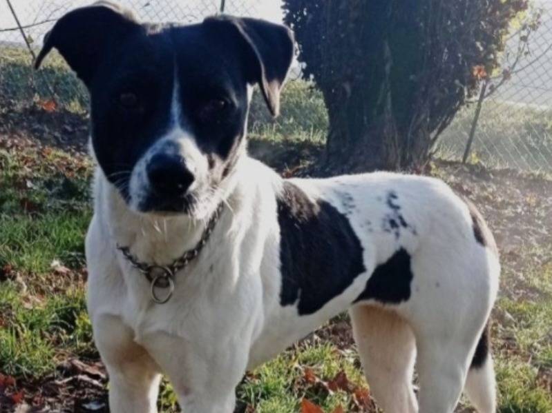 Adotta il cane Polka a Milano