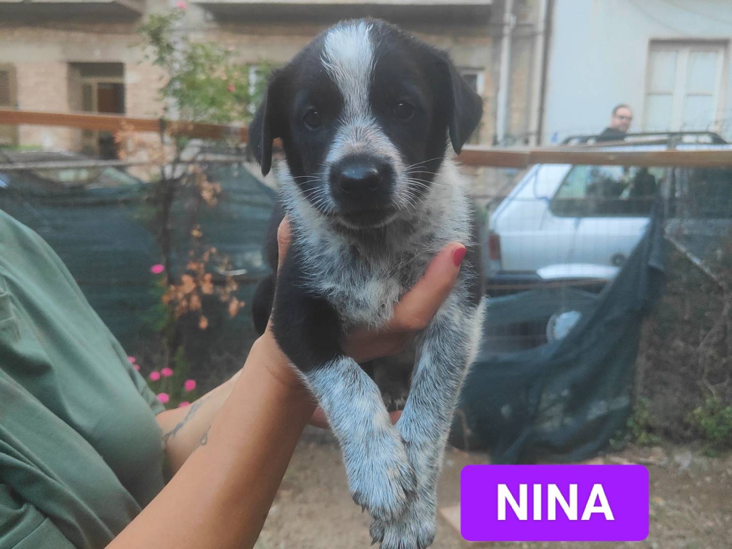 Adotta un cane, femmina, 2 mesi, Vibo