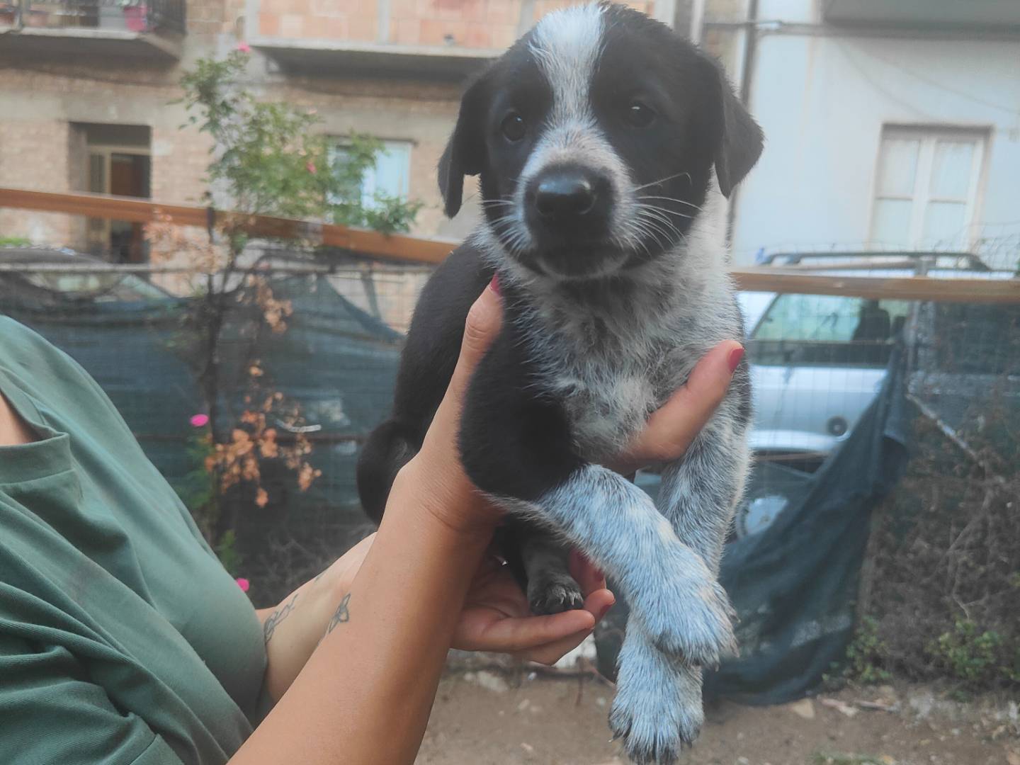 Vuoi adottare un cane a Vibo?