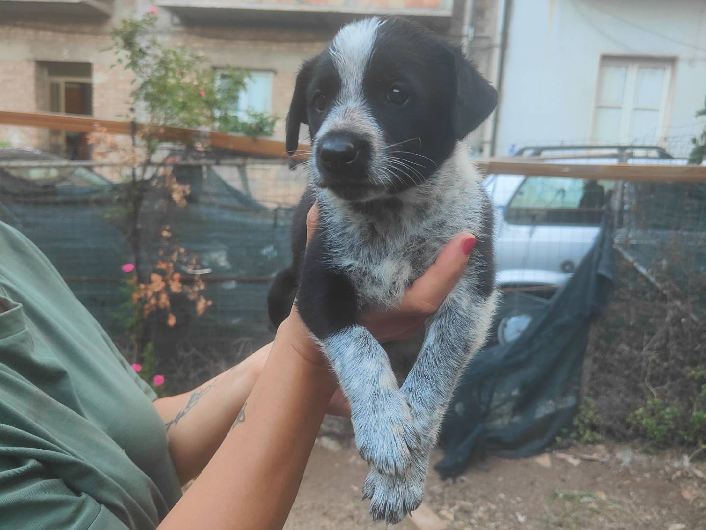 Adotta un cane, taglia media, femmina, Vibo
