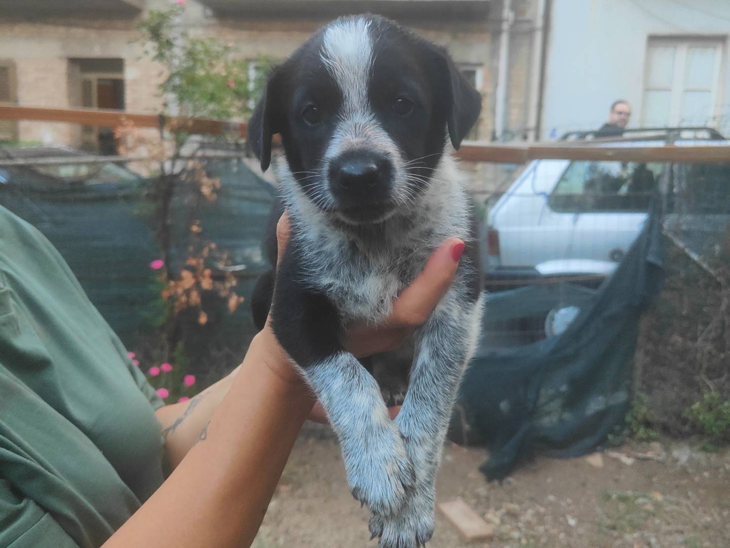 Adozione cane, femmina, Razza sconosciuta Razza sconosciuta, 2 mesi, taglia media, Vibo