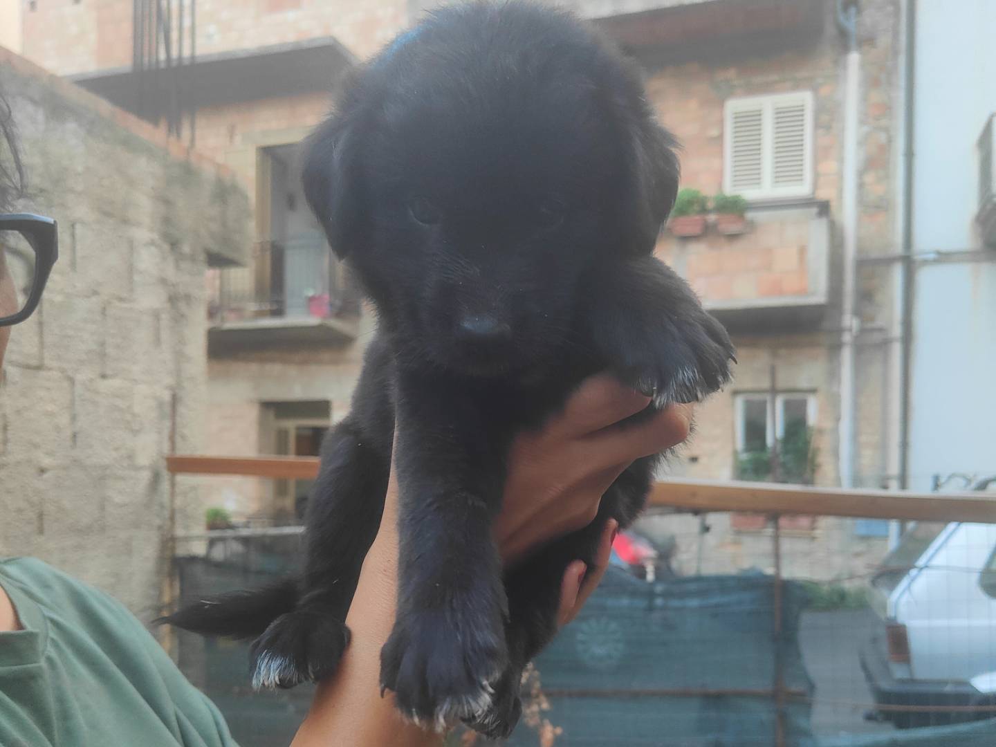 Adozione cane, femmina, Razza sconosciuta Razza sconosciuta, 2 mesi, taglia media, Vibo