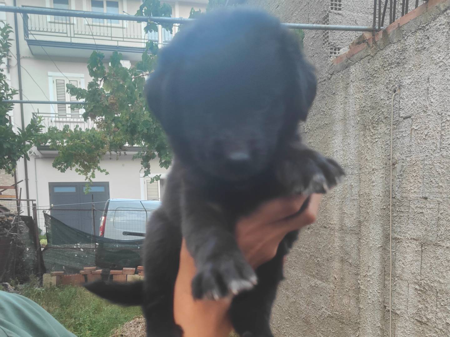 Vuoi adottare un cane a Vibo?