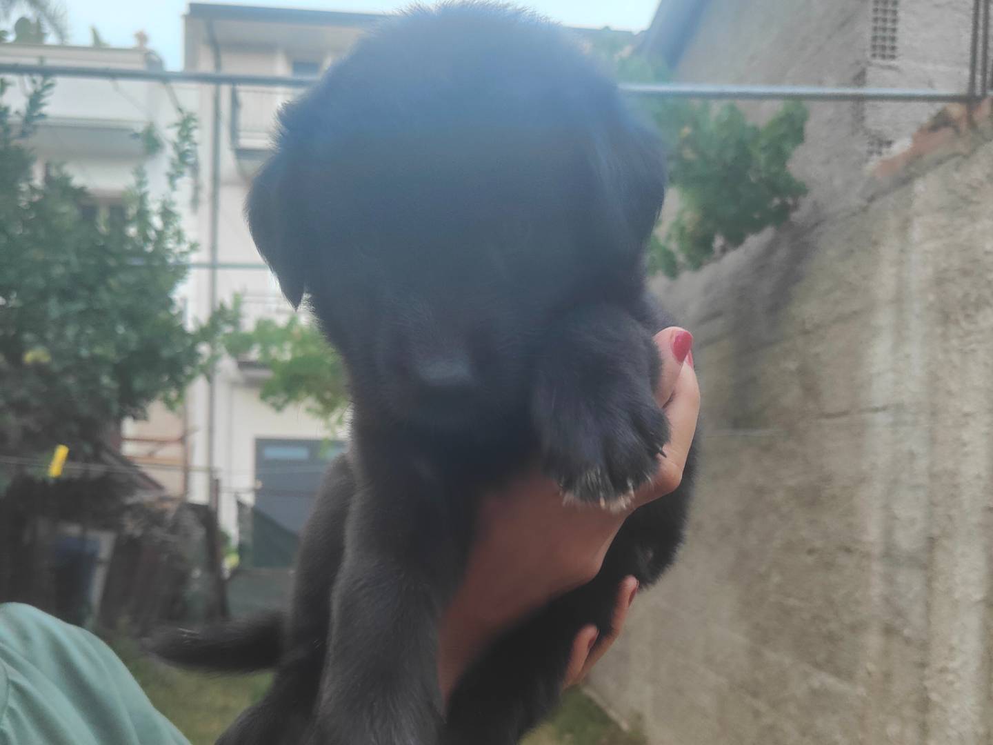 Adotta un cane, femmina, 2 mesi, Vibo