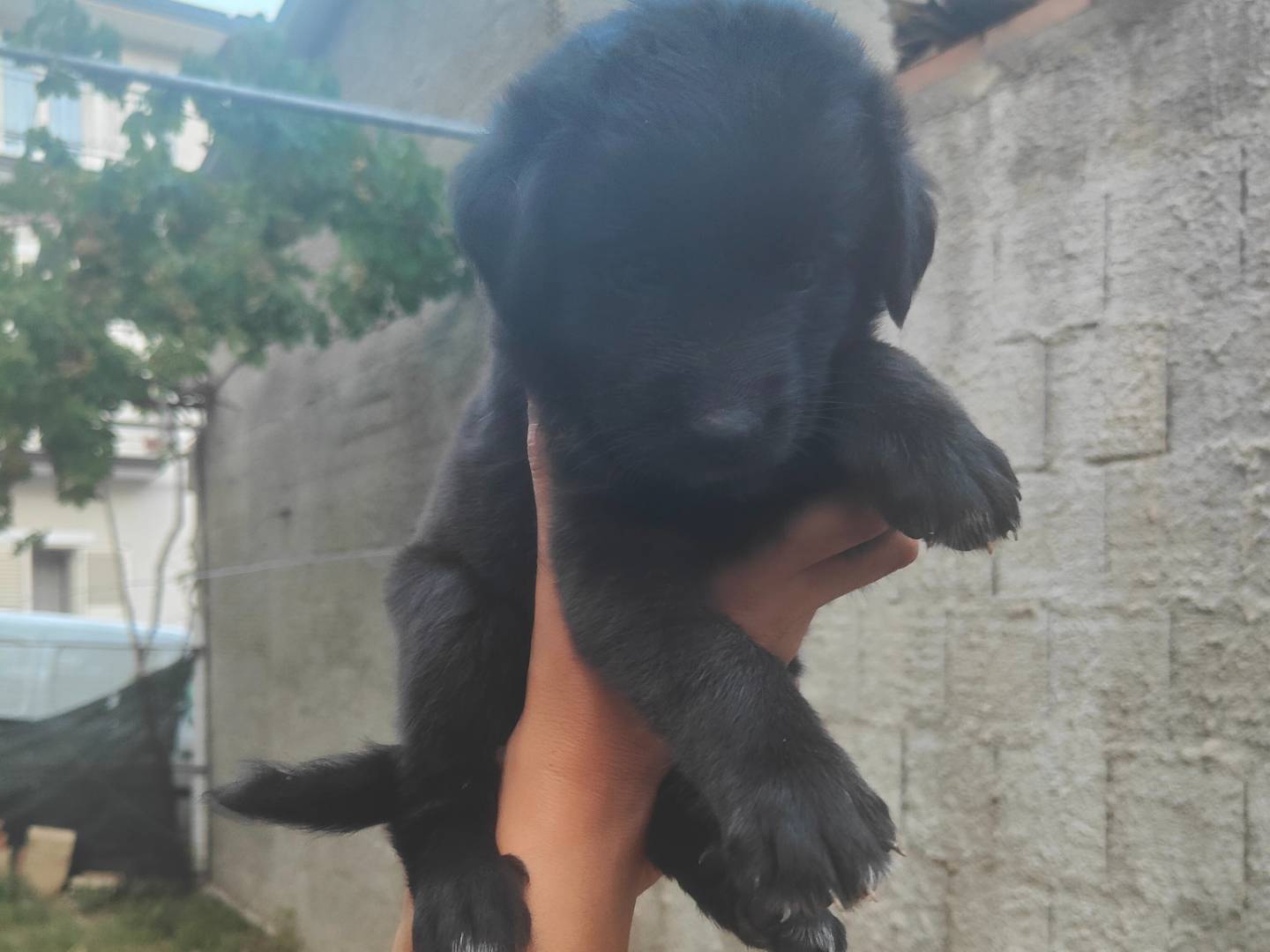 Adotta un cane, taglia media, femmina, Vibo