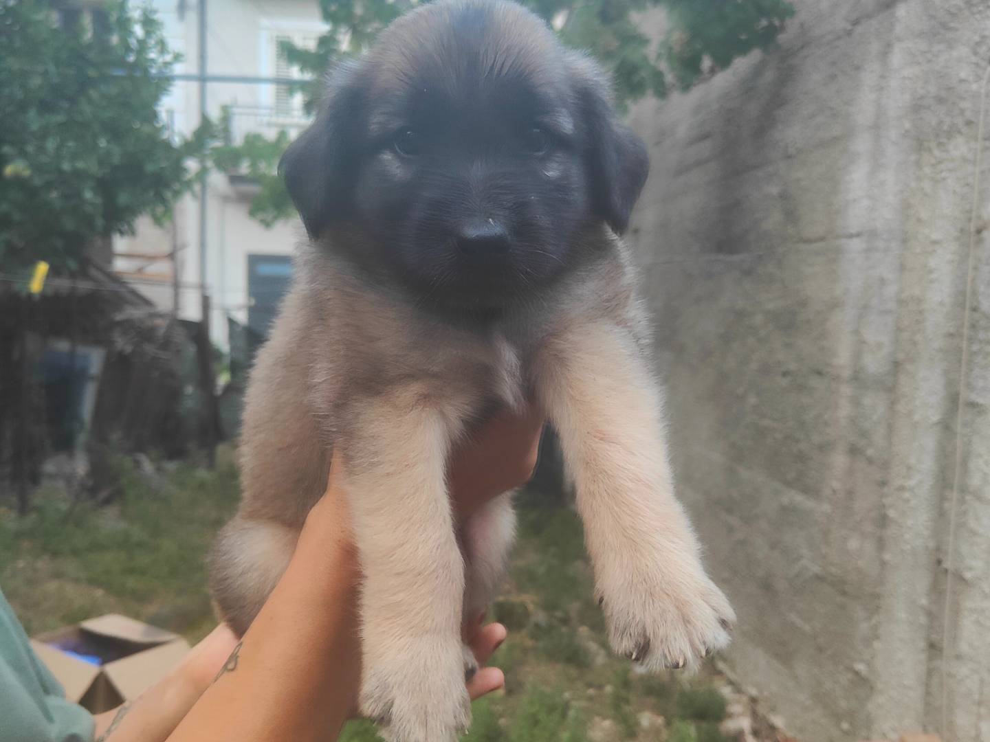 Adotta un cane, taglia media, maschio, Vibo