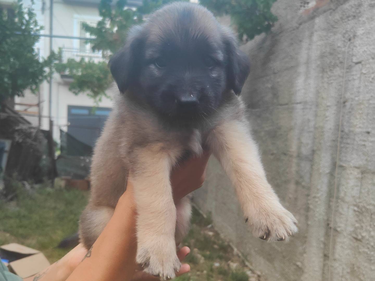 Adotta un cane, maschio, 2 mesi, Vibo