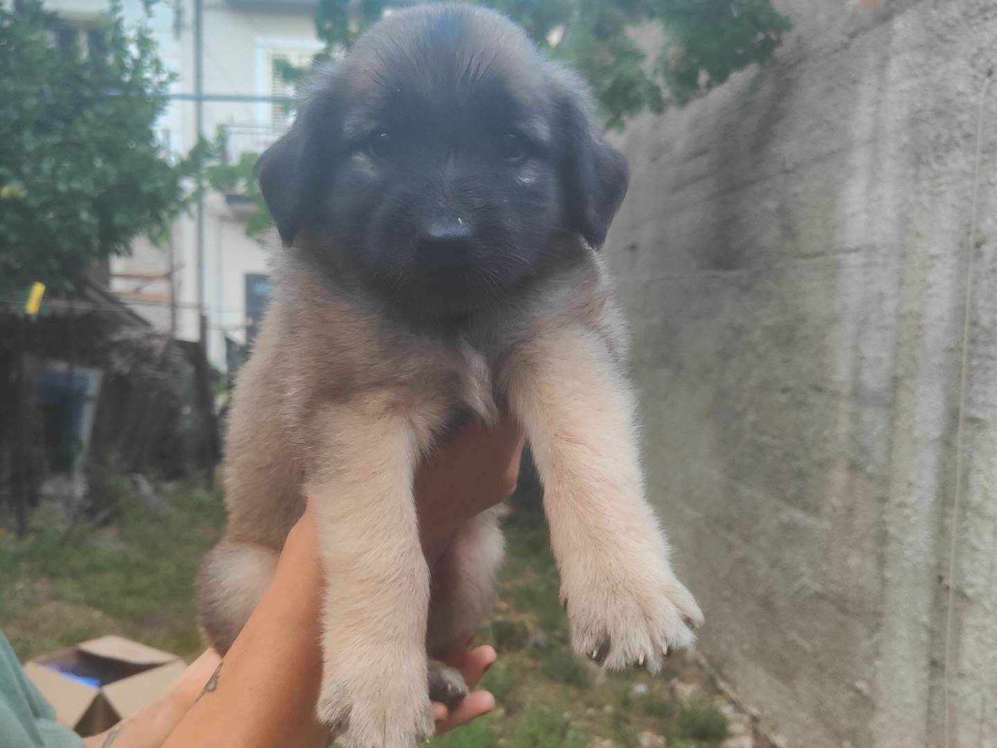 Adozione cane, maschio, Razza sconosciuta Razza sconosciuta, 2 mesi, taglia media, Vibo