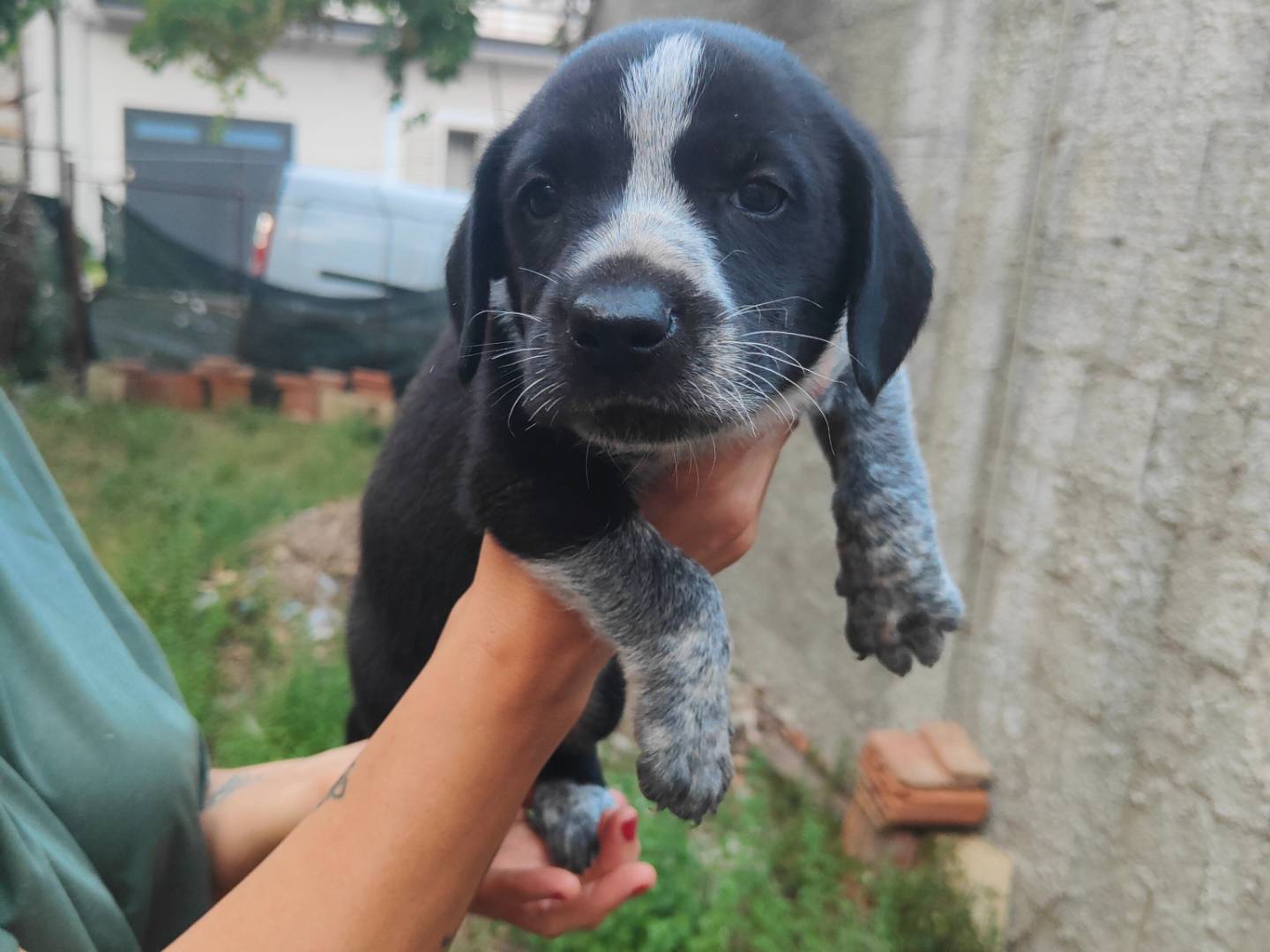 Adotta un cane, maschio, 2 mesi, Vibo