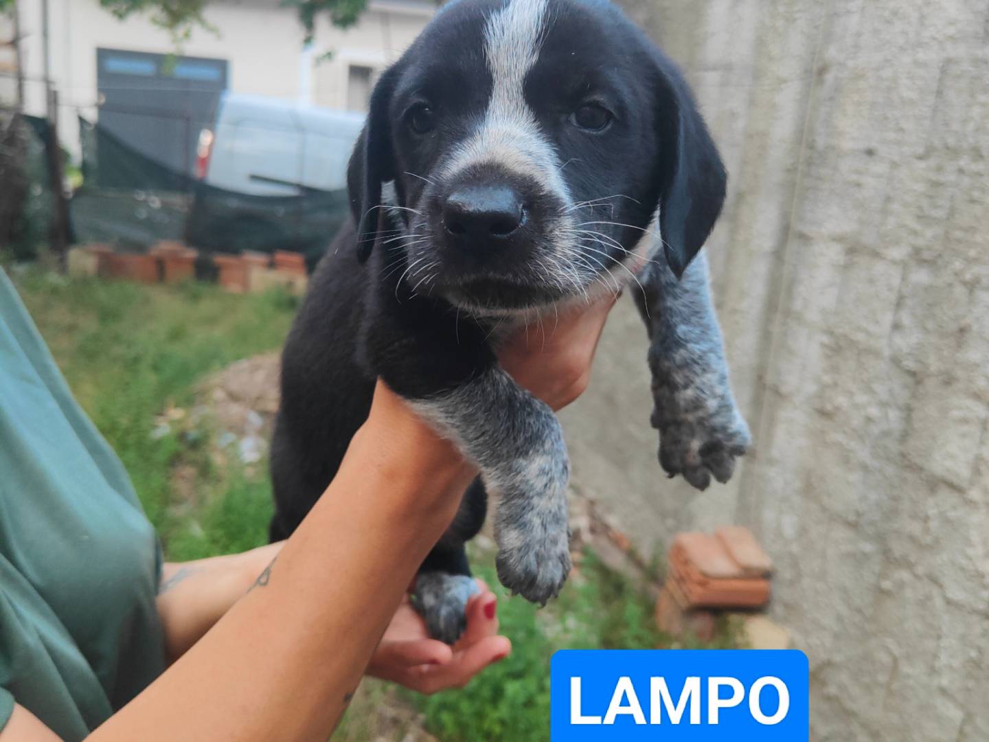 Adotta un cane, taglia media, maschio, Vibo