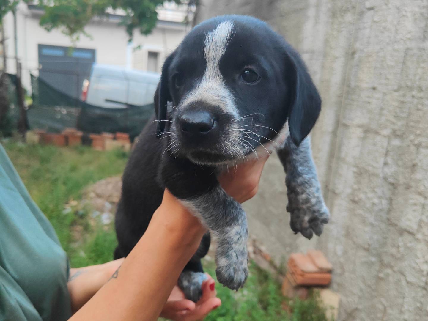 Adozione cane, maschio, Razza sconosciuta Razza sconosciuta, 2 mesi, taglia media, Vibo