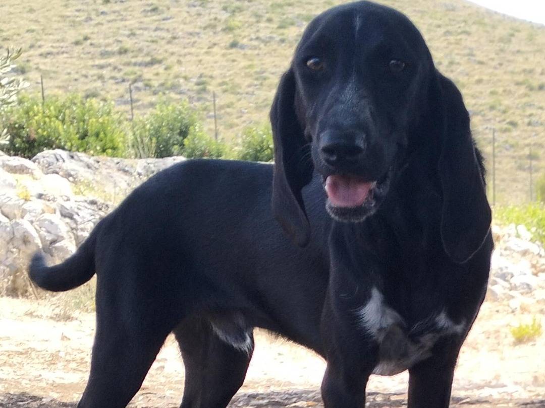 Vuoi adottare un cane a Latina?