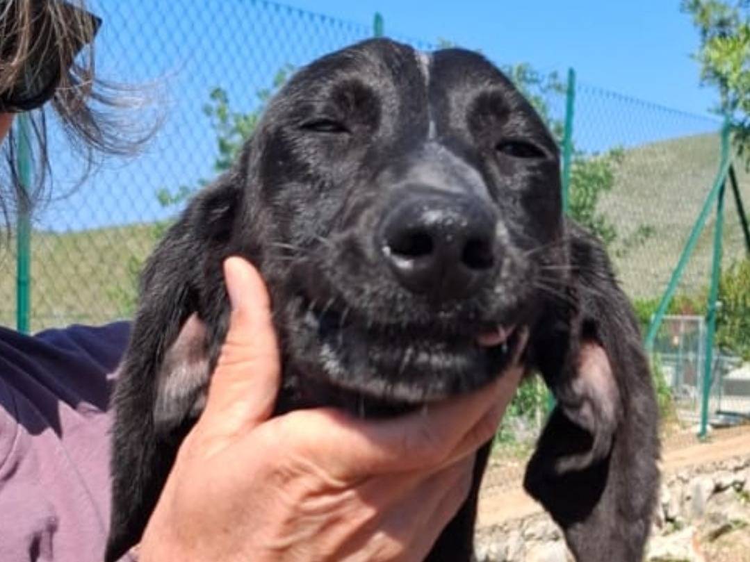 Adotta il cane Kairos a Latina