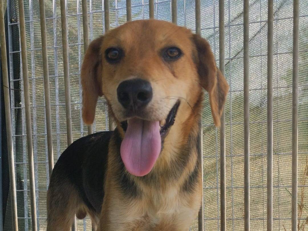 Adozione cane, maschio, Segugio Razza sconosciuta, 7 mesi, taglia media, Vibo