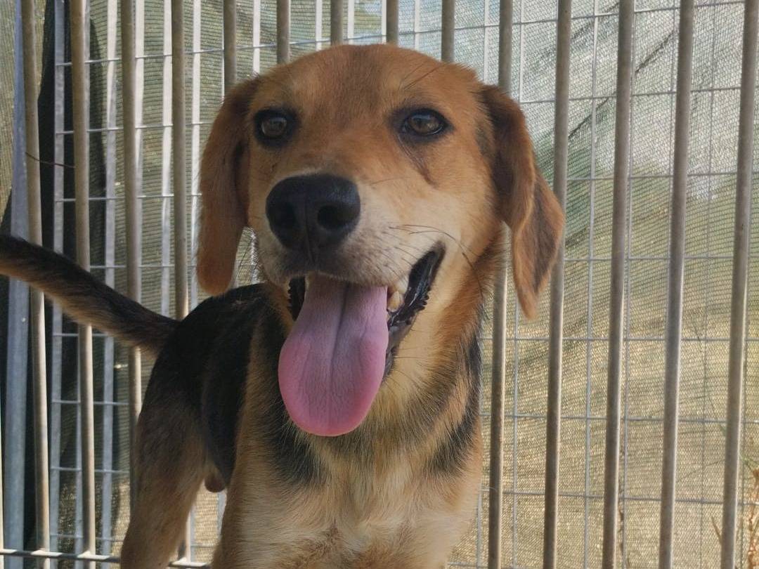 Adotta un cane, maschio, 7 mesi, Vibo