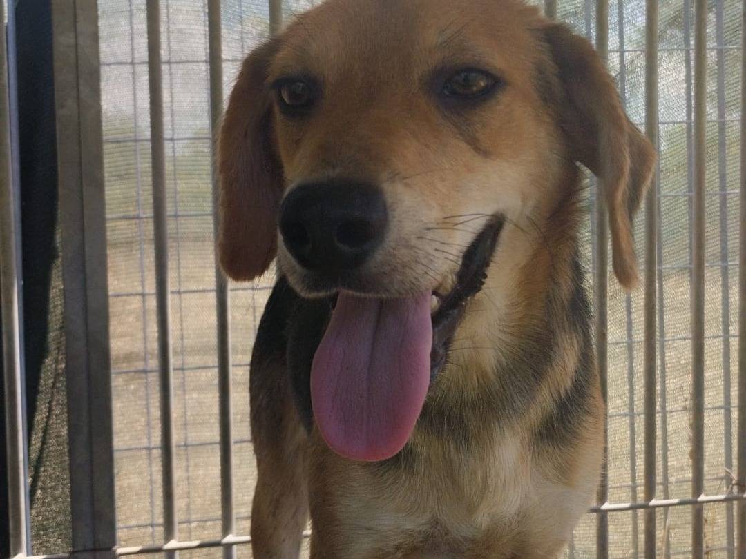 Adotta un cane, taglia media, maschio, Vibo