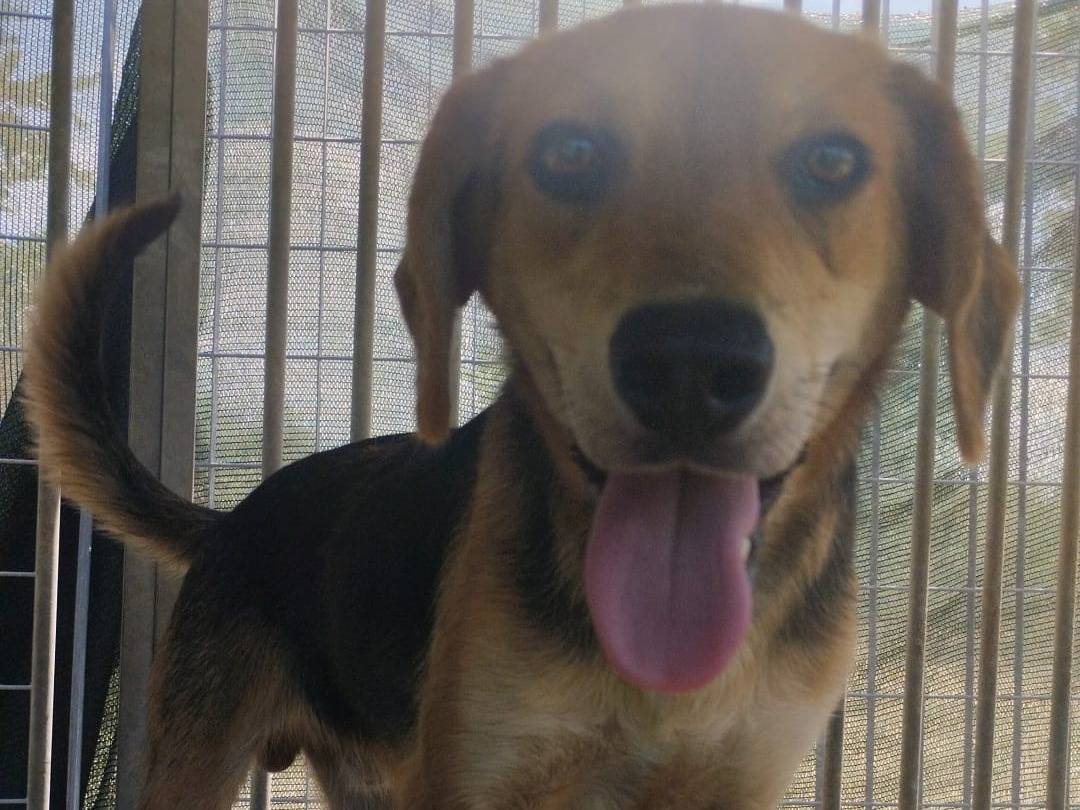 Vuoi adottare un cane a Vibo?