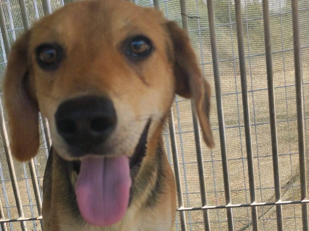 Adotta il cane LEO a Vibo
